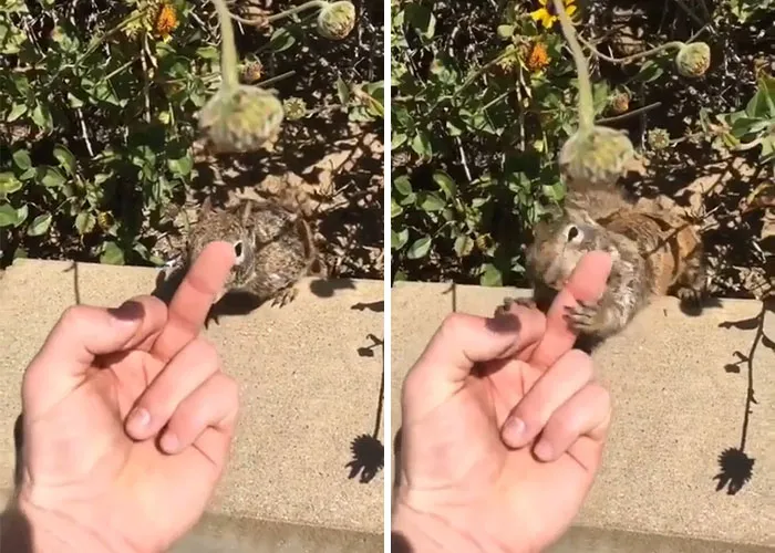 Karma instantáneo de una ardilla