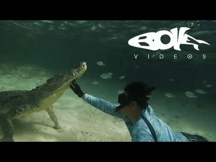 I Am An Underwater Enthusiast And Videographer, And Here Are Some Of The Closest Moments I Had With Apex Predators