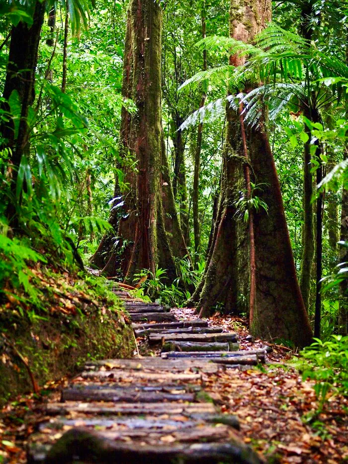 The Trail To Middleham Falls