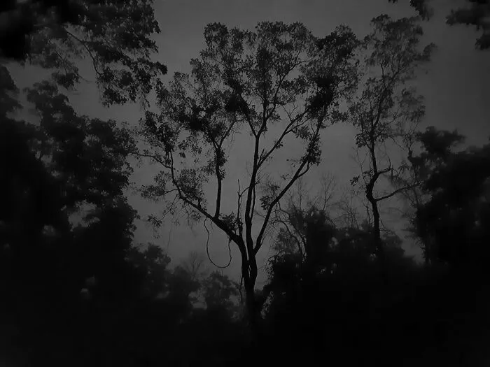 Early Morning Walk