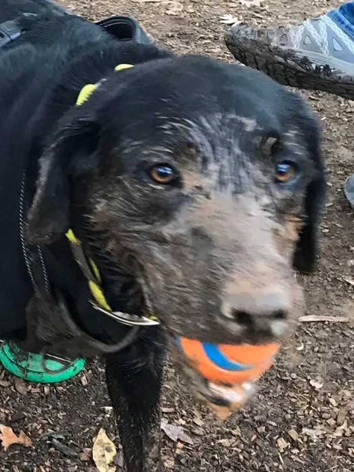 I Retrieved The Ball, Mom!