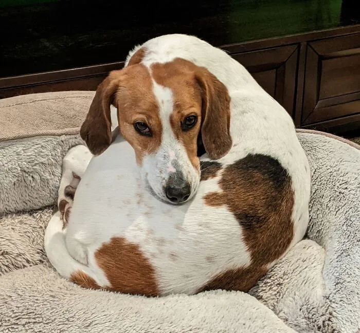 Adopted This Pretzel Two Years Ago. This Is Her "You Are A Terrible Person, But I'll Wait For You To Learn" Stare