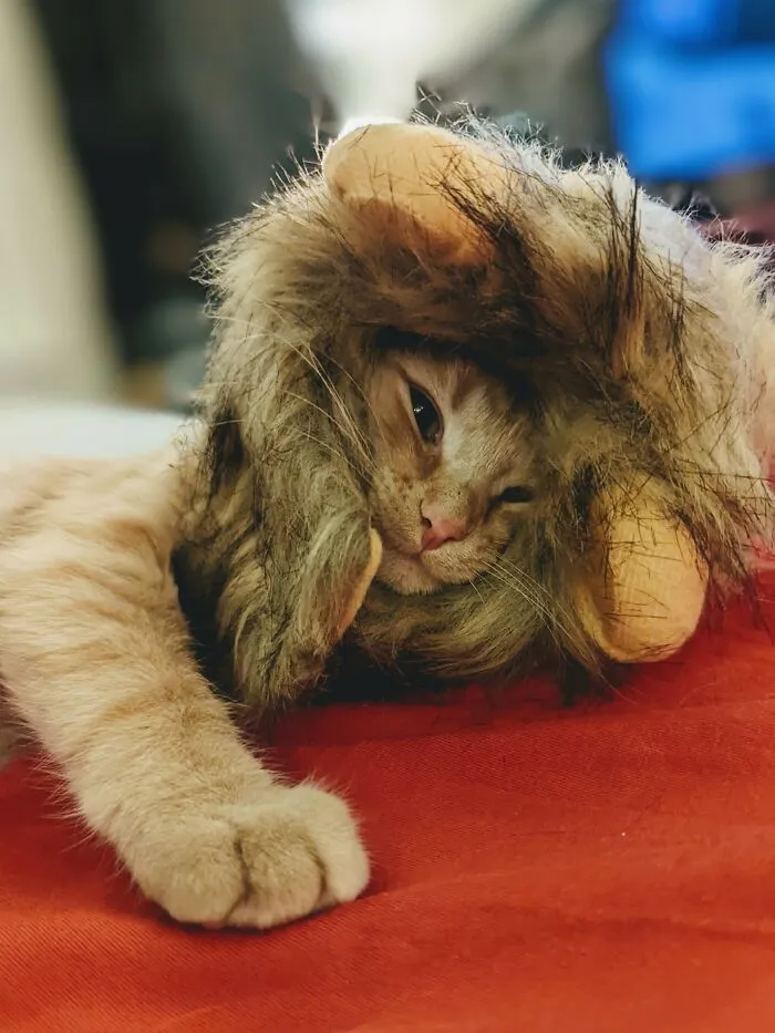 Rescued From A Busy Intersection At 5 Weeks, Elvis Had Been Hit By A Car.  Seven Months Later All Better!
