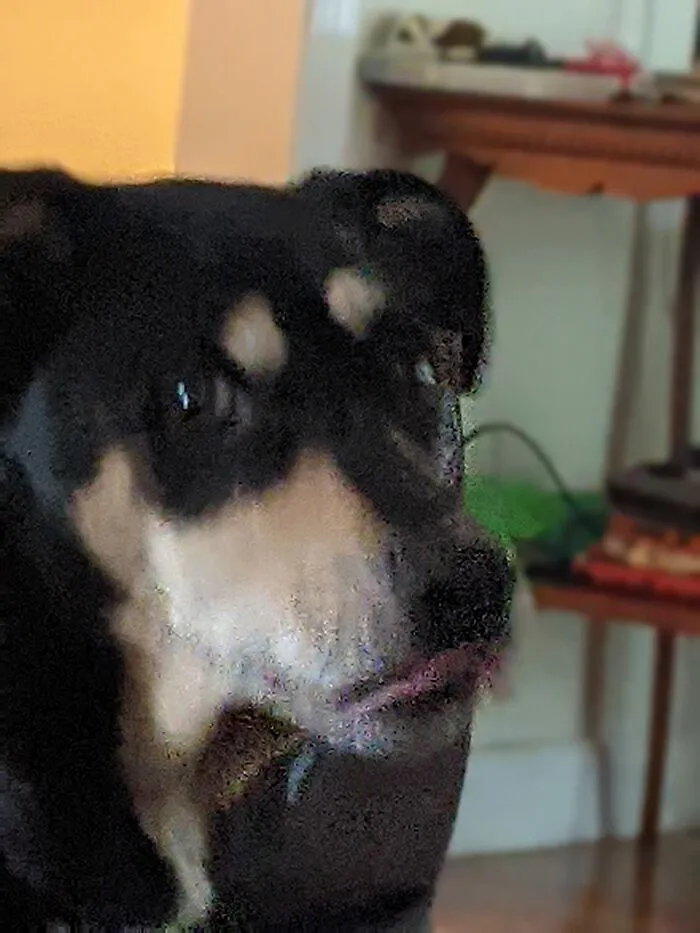My Doggo