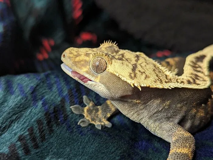My Handsome Young Gentleman, Sheo - Crested Gecko