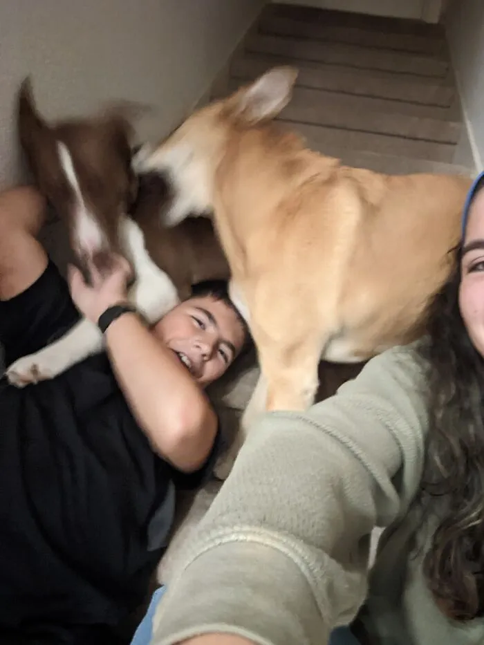 Obv Not The Best Picture, But These Are My Two Shelter Doggies Play Fighting On Top Of My Brother, The Blonde One Is Patty, My Soon To Be Be "Assistance Dog" (Gets Help When I Have A Seizure) And The Brown One Is Van Gogh, My Brother's Dog
