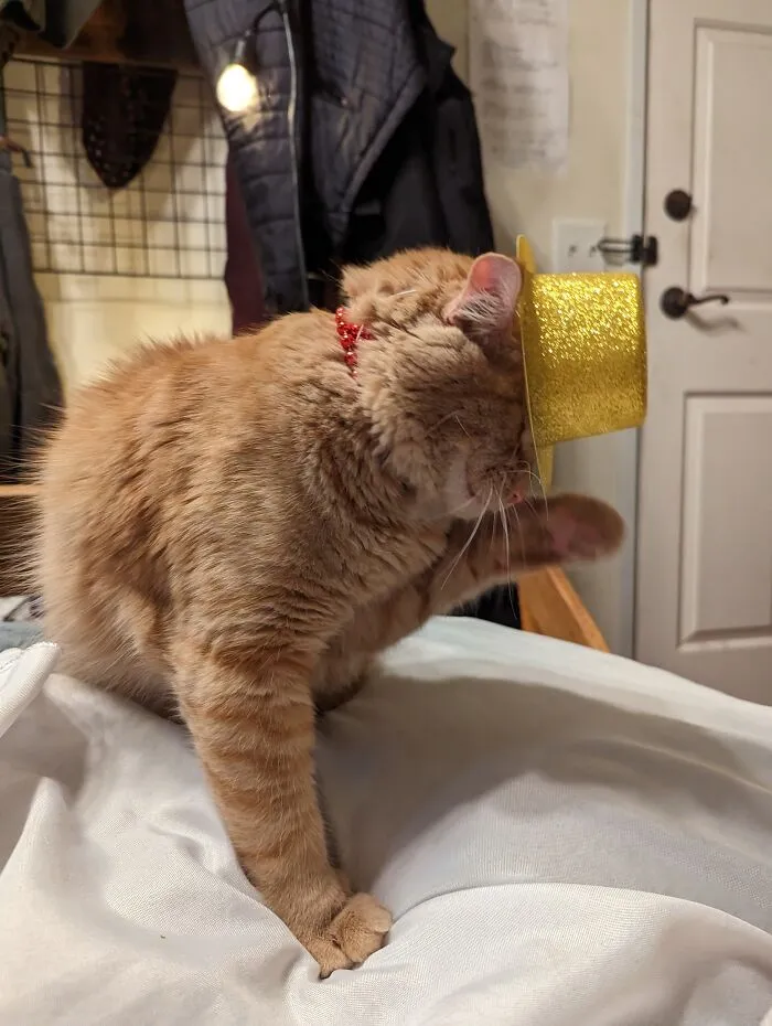 Rescued Rockette
