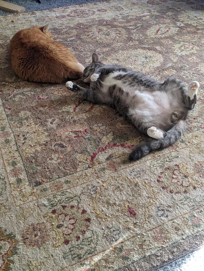 Pumpkin And Simon, Pumpkin Took Up At Our House A Few Years Ago And Simon Was Adopted From A Shelter. I Have 11 Cats Total And All Are Rescues