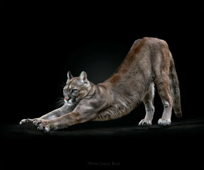 Stunning Portraits Of Wild Animals Taken From Up Close By This Photographer (75 New Pics)