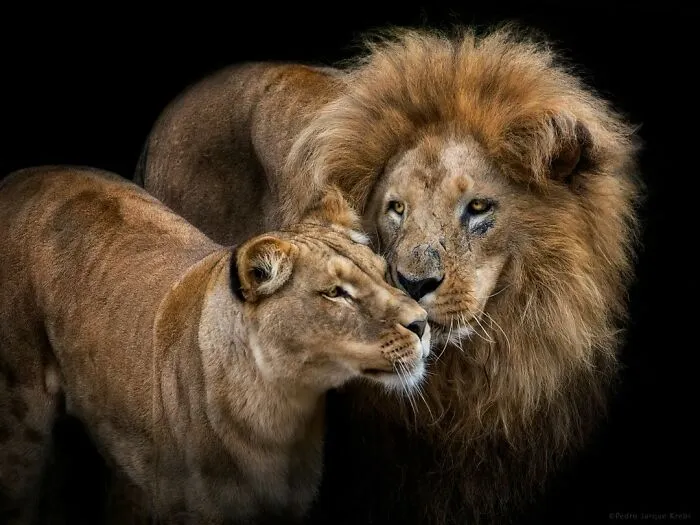 Stunning Portraits Of Wild Animals Taken From Up Close By This Photographer (75 New Pics)