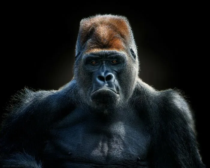 Gorilla