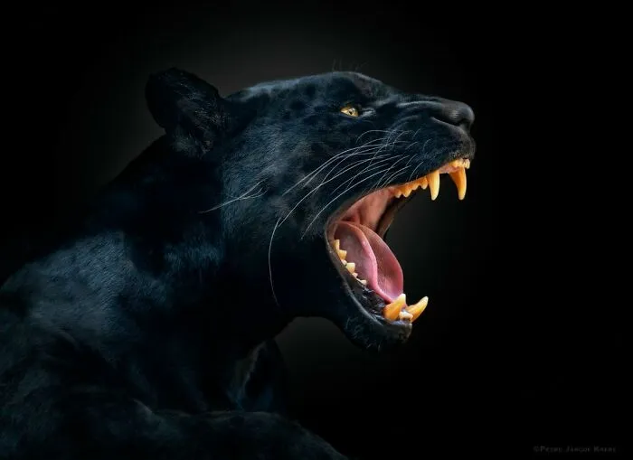 Black Fury