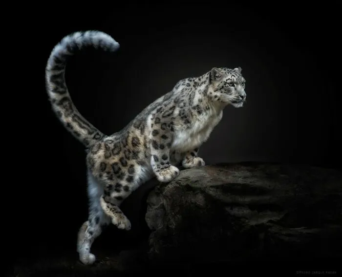 Snow Leopard
