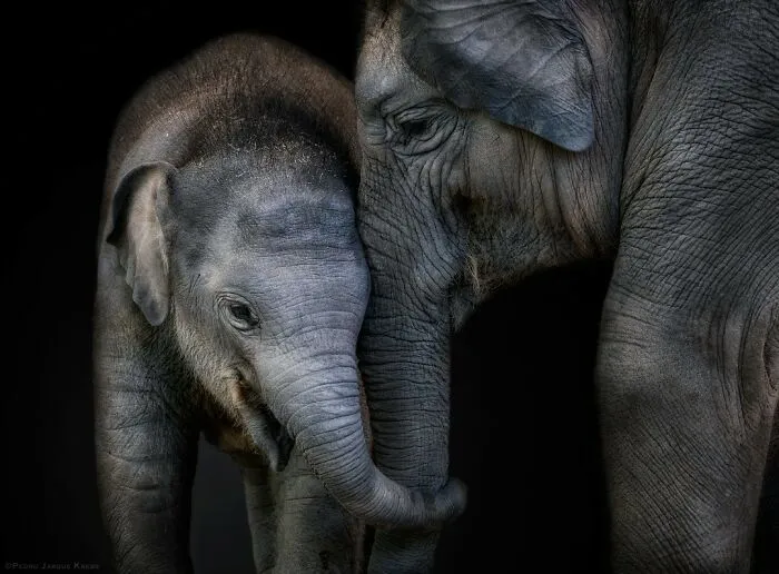 Asian Elephant