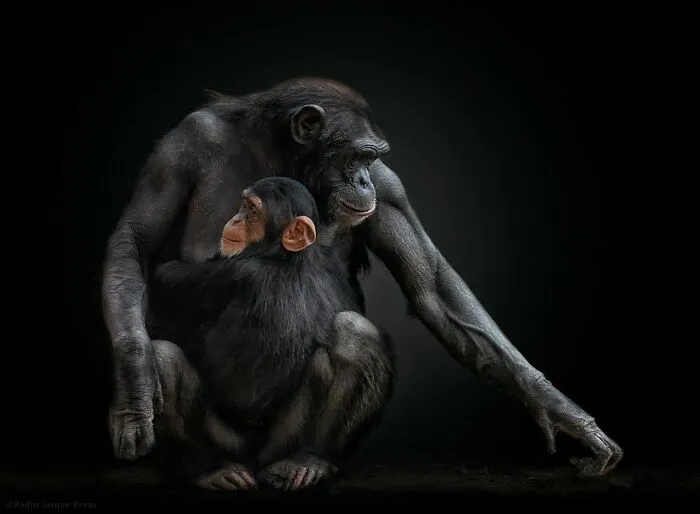 Chimpanzee