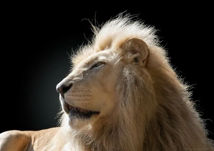 White Lion
