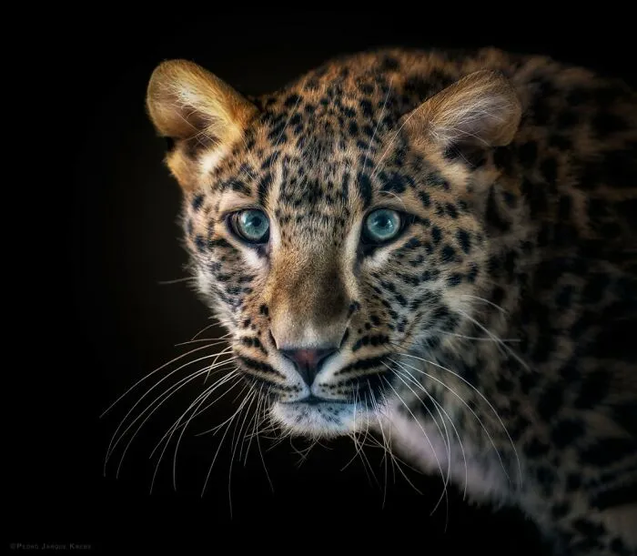 Leopard