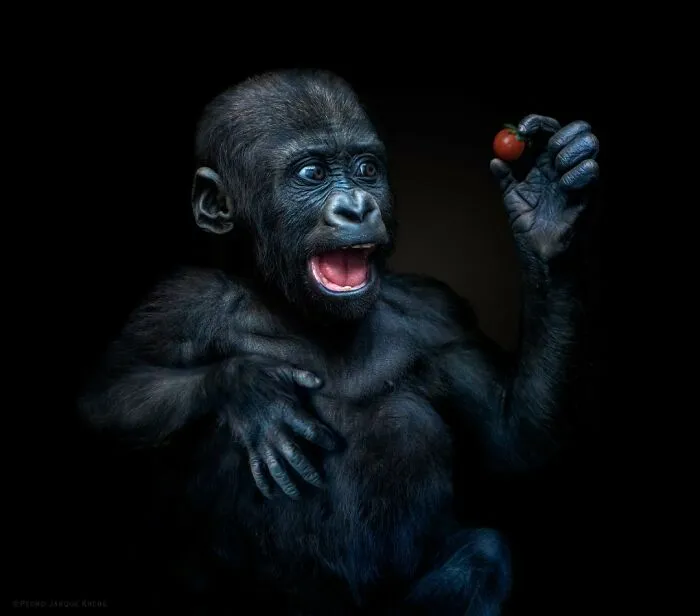 Baby Gorilla