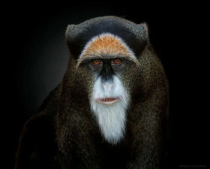De Brazza's Monkey