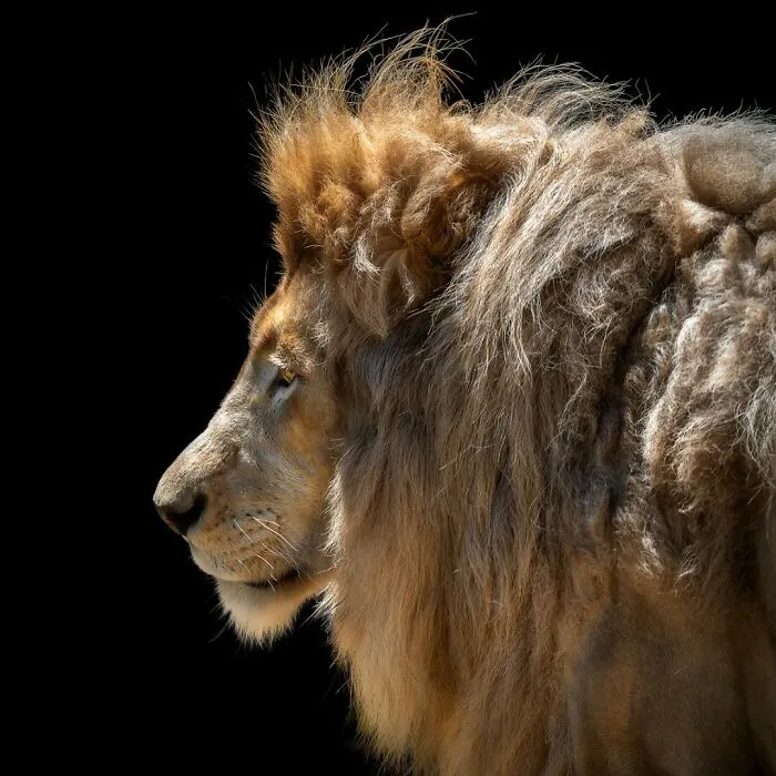 Stunning Portraits Of Wild Animals Taken From Up Close By This Photographer (75 New Pics)
