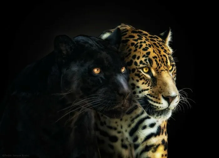 Yin And Yang