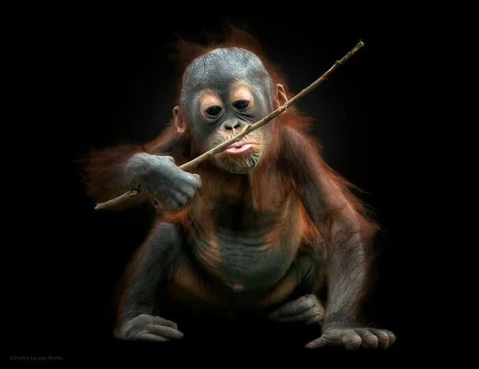 Stunning Portraits Of Wild Animals Taken From Up Close By This Photographer (75 New Pics)