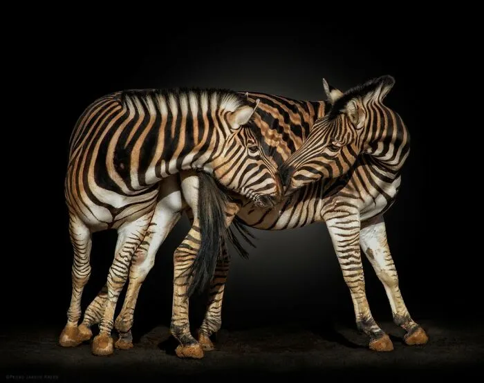 Zebras