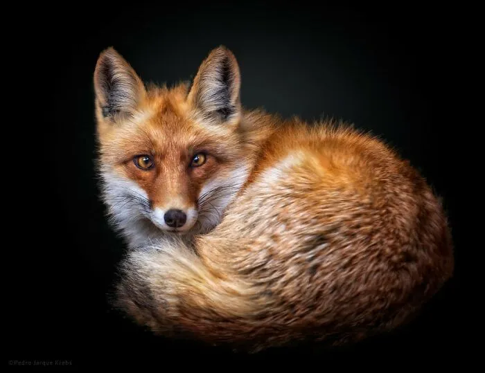 Red Fox