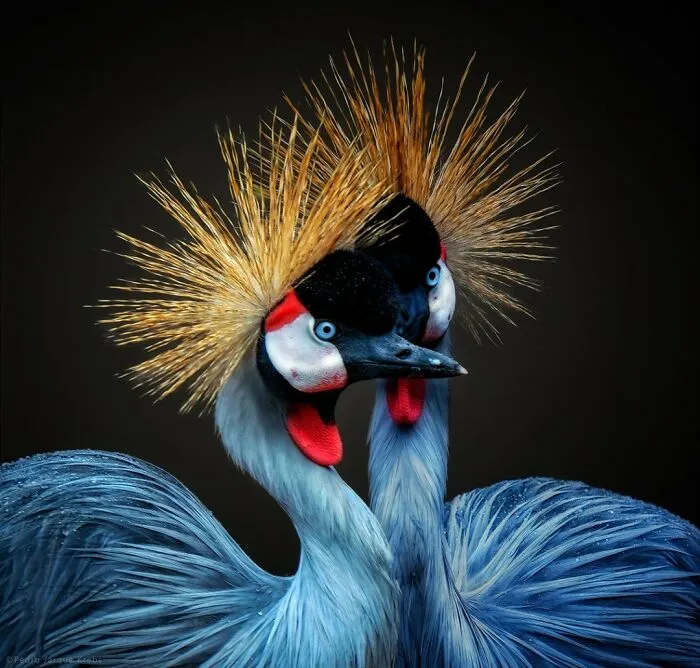Grey Crowned Cranes