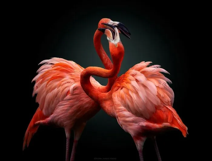 Flamingos