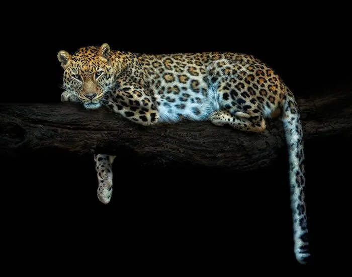 Leopard
