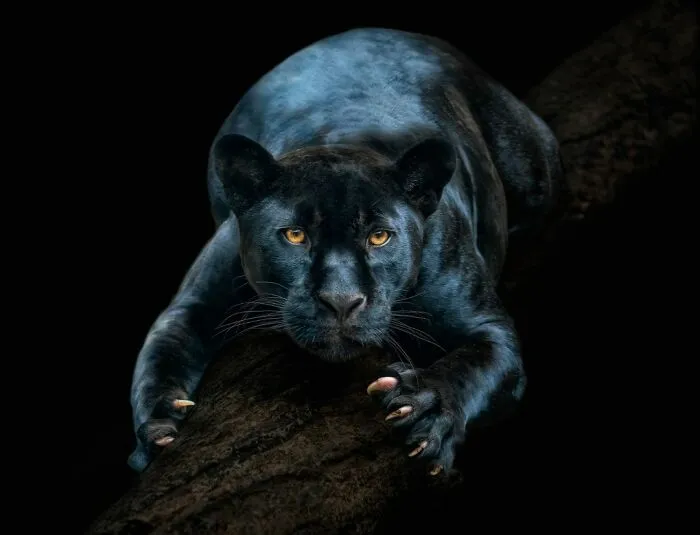 Jaguar