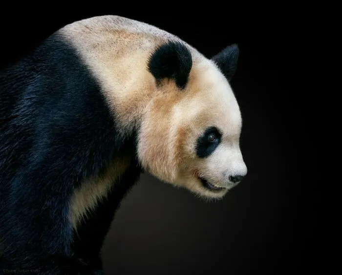 Giant Panda