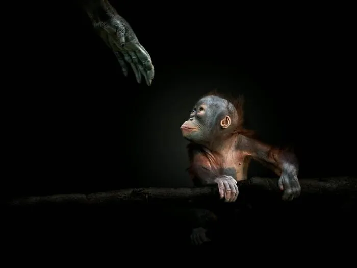 Bornean Orangutan