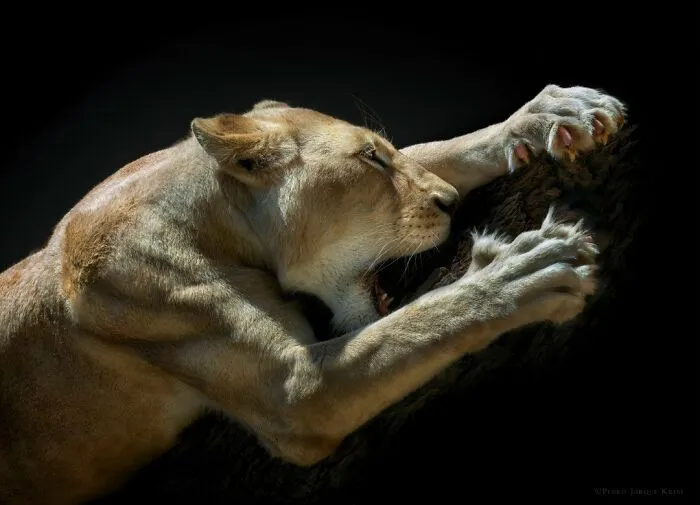 White Lioness