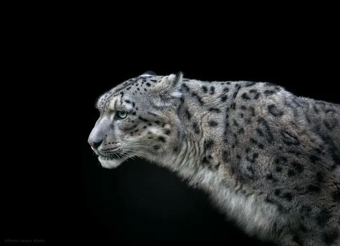 Snow Leopard