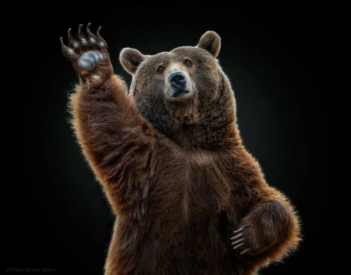 Brown Bear