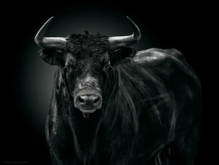 Spanish Fighting Bull