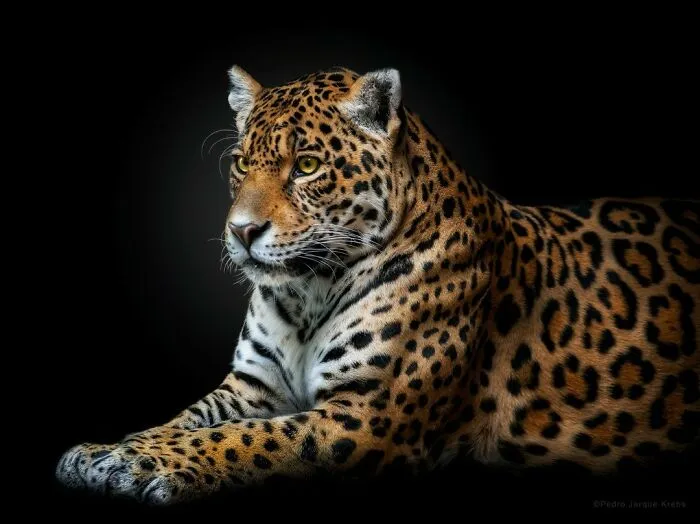 Stunning Portraits Of Wild Animals Taken From Up Close By This Photographer (75 New Pics)