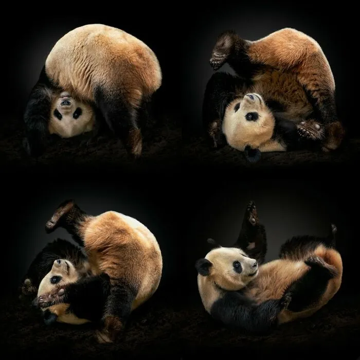 Giant Panda