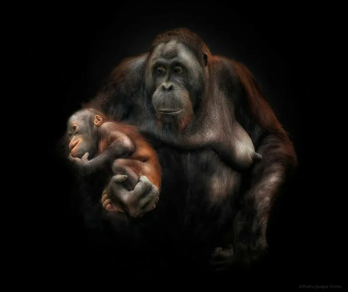 Bornean Orangutan