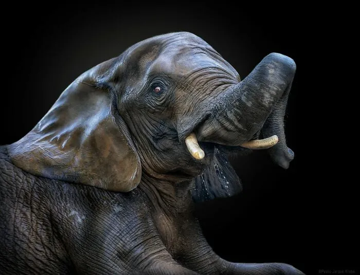 African Elephant