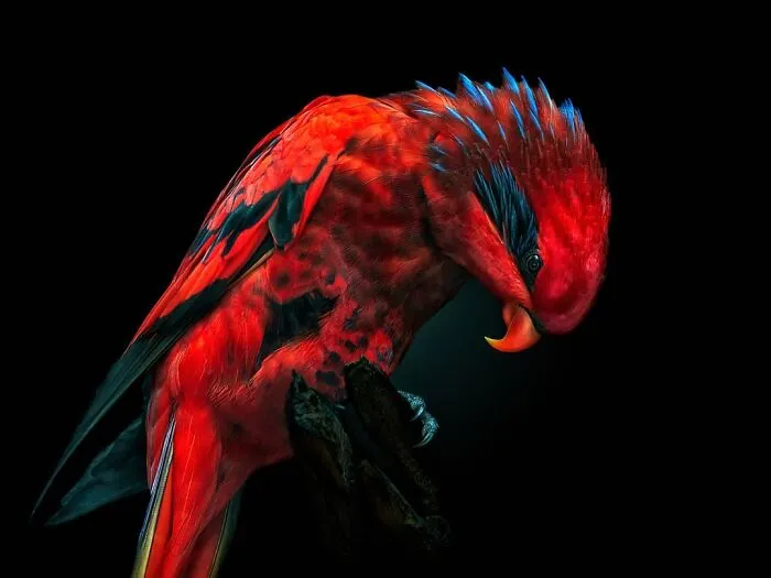 Blue-Streaked Lory