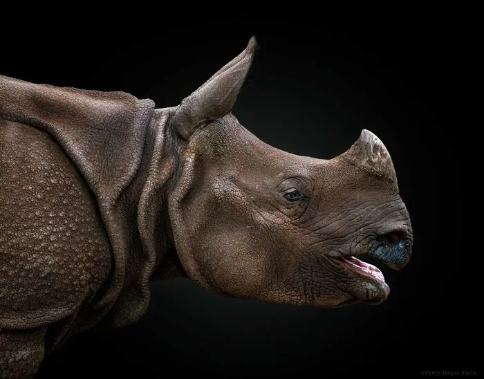 Indian Rhinoceros