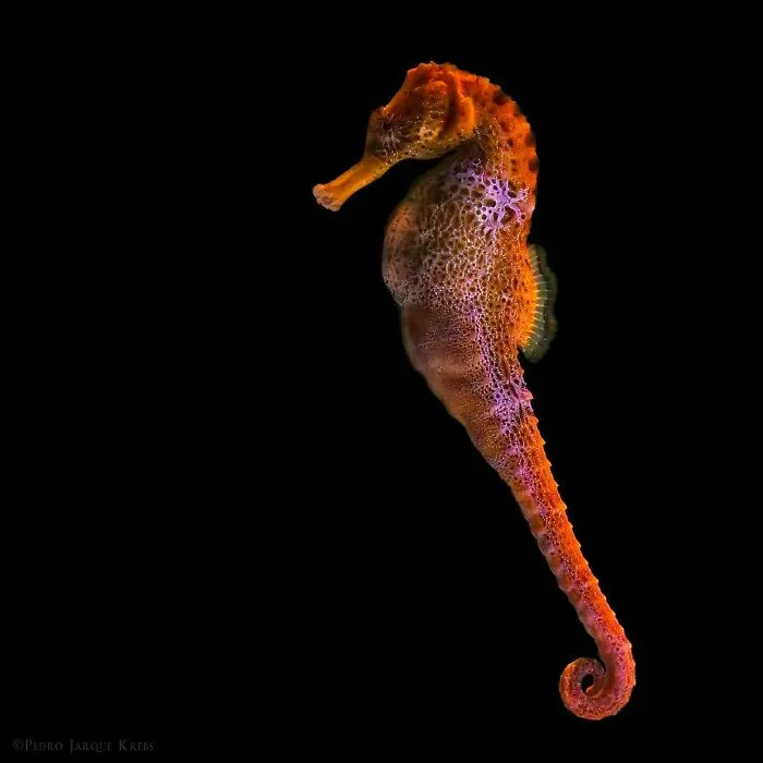 Seahorse