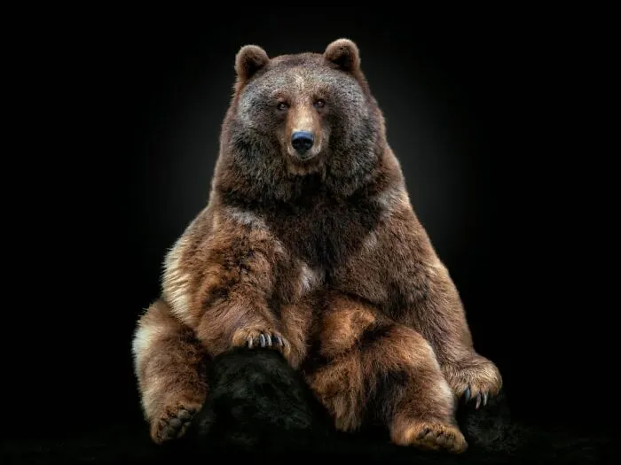 Brown Bear