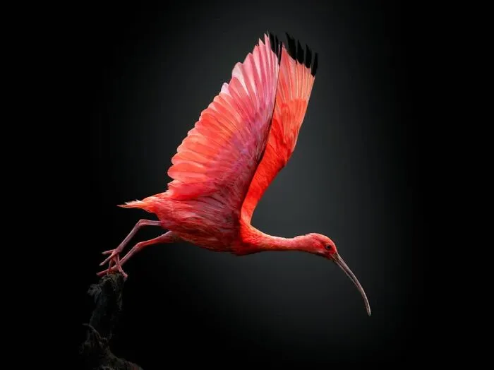 Scarlet Ibis