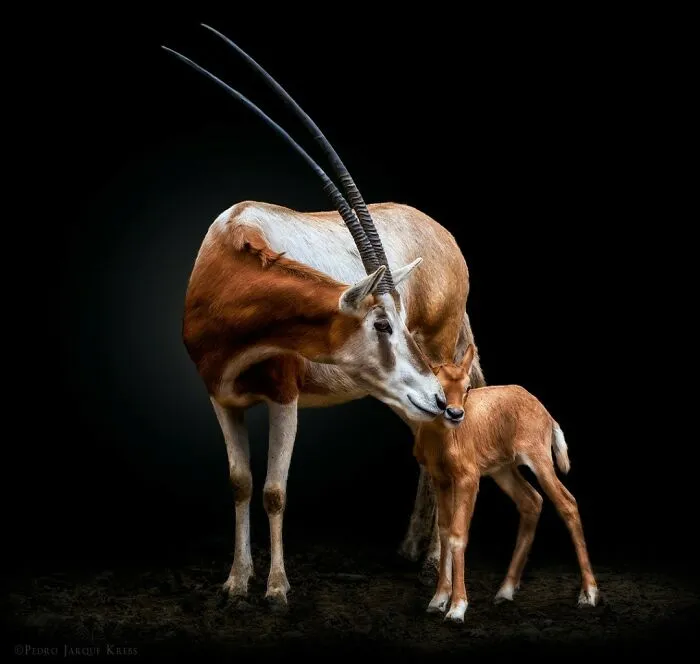 Scimitar Oryx