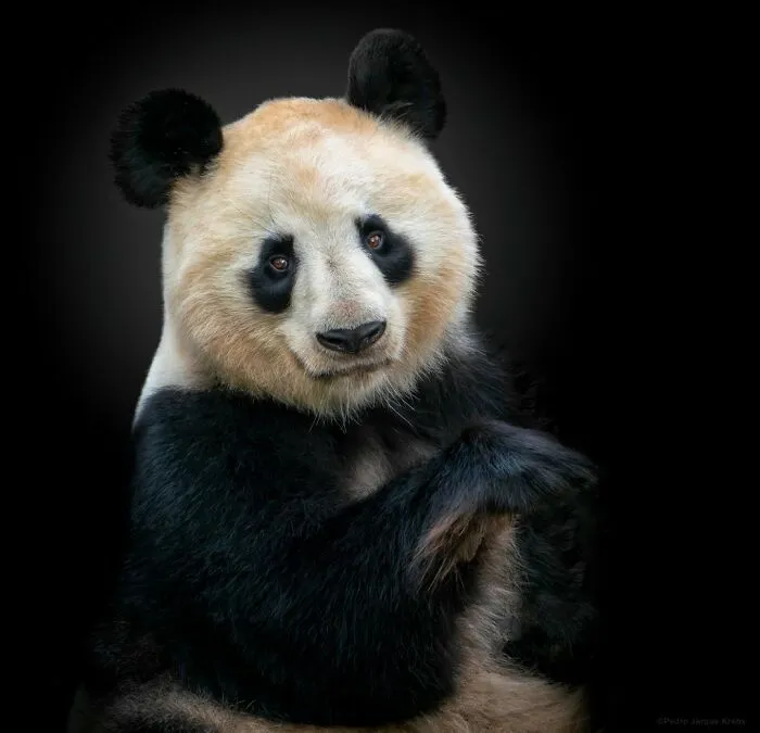 Giant Panda