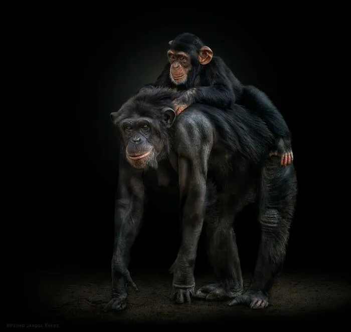 Chimpanzees